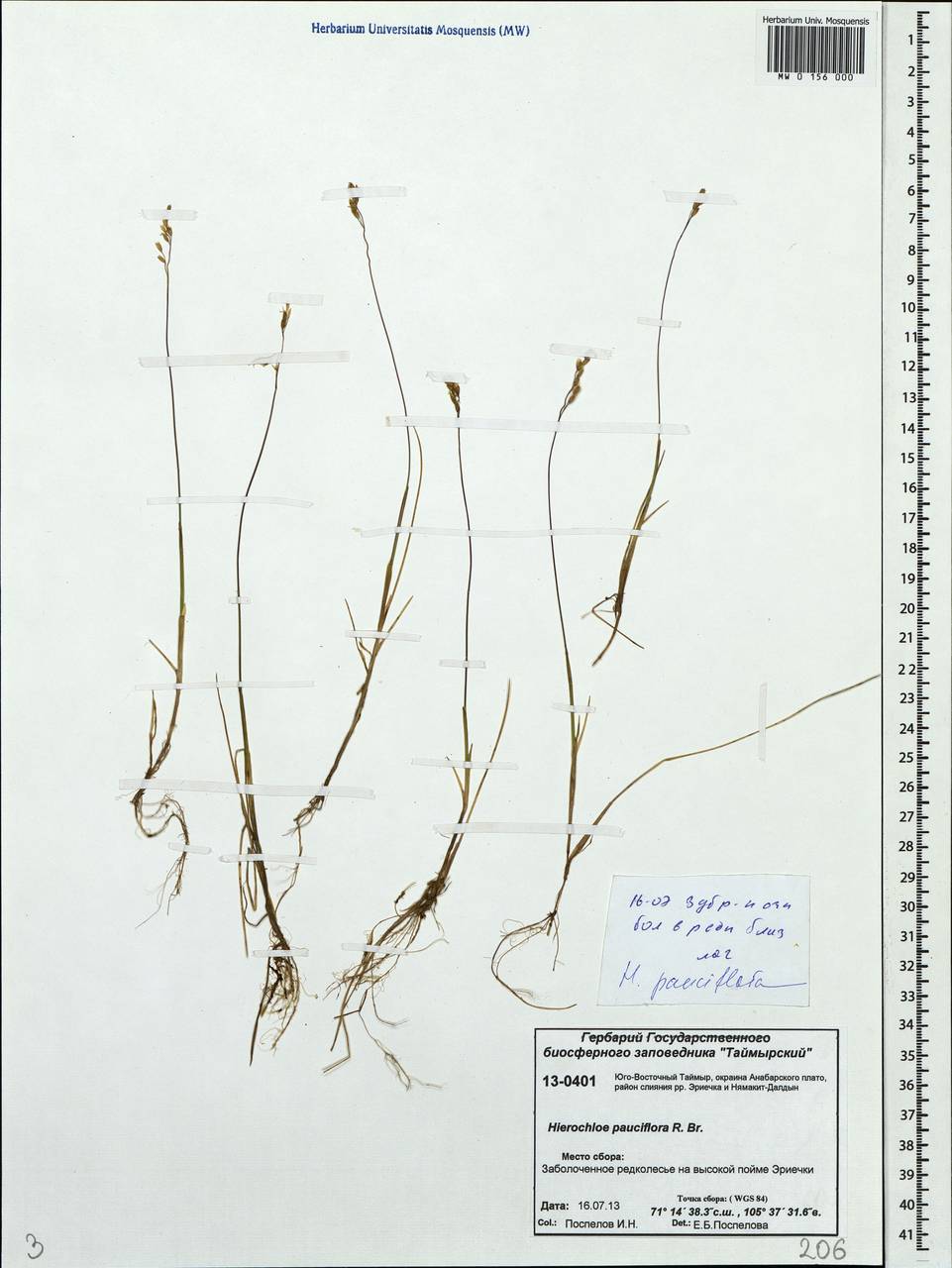 Anthoxanthum arcticum Veldkamp, Сибирь, Центральная Сибирь (S3) (Россия)