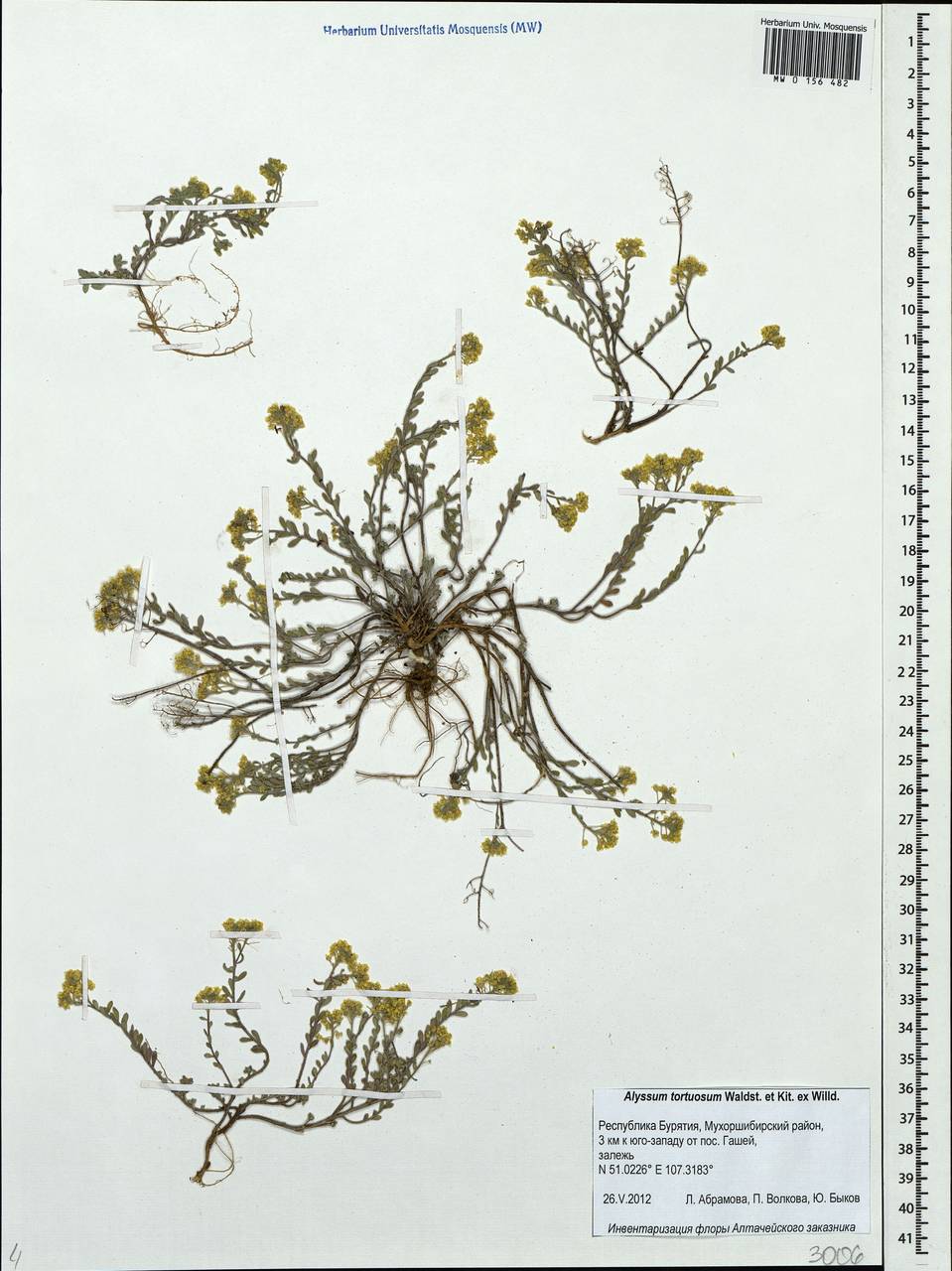 Odontarrhena tortuosa (Waldst. & Kit. ex Willd.) C.A.Mey., Сибирь, Прибайкалье и Забайкалье (S4) (Россия)