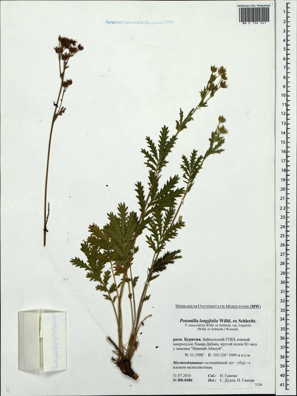 Лапчатка длиннолистная – Potentilla longifolia