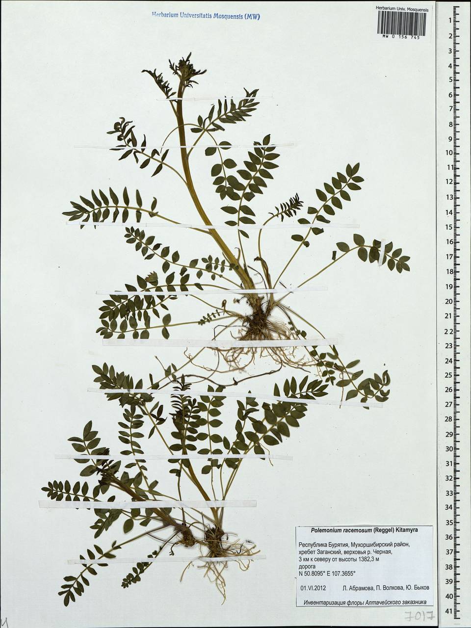 Синюха голубая  (Kitam.) Hara, Сибирь, Прибайкалье и Забайкалье (S4) (Россия)