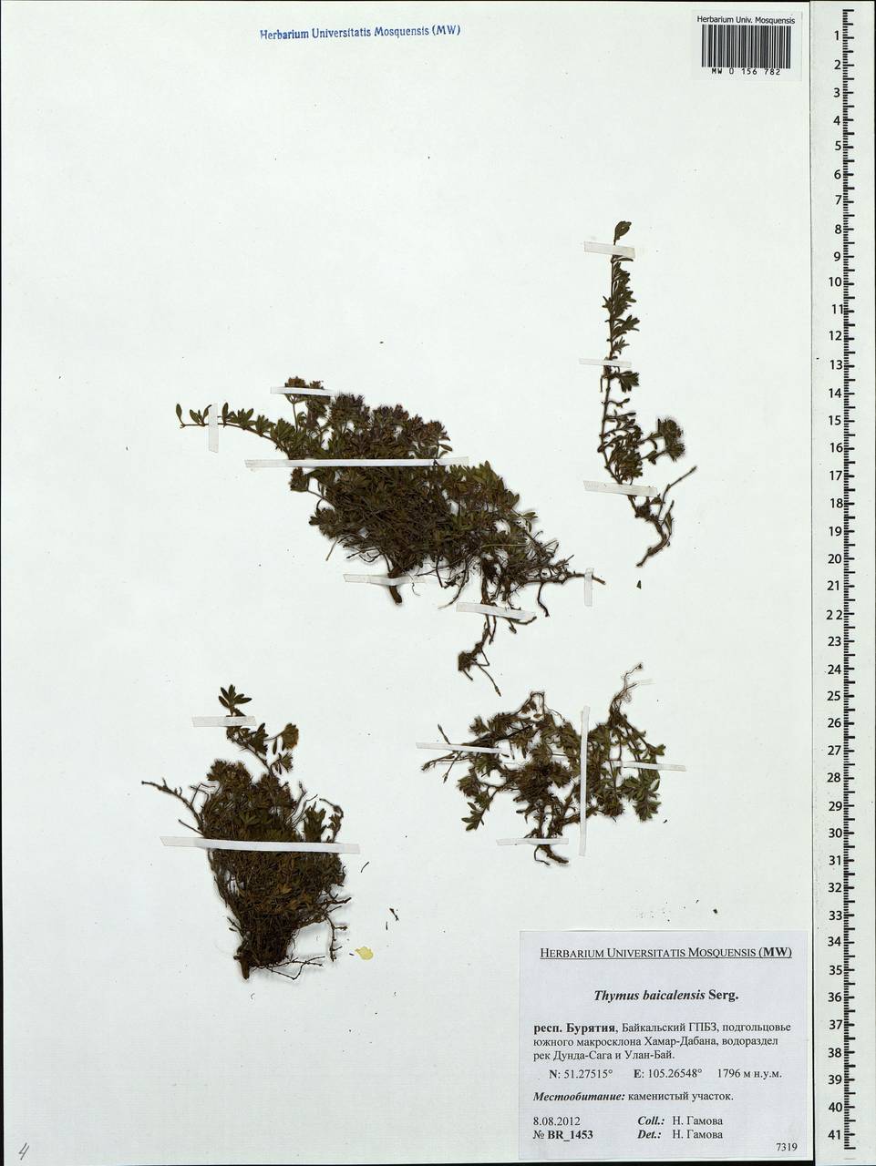 Тимьян байкальский, Чабрец байкальский Serg., Сибирь, Прибайкалье и Забайкалье (S4) (Россия)