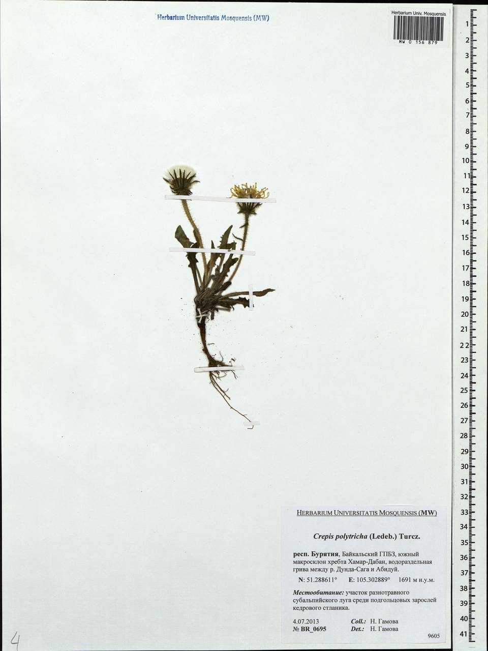 Crepis chrysantha subsp. chrysantha, Сибирь, Прибайкалье и Забайкалье (S4) (Россия)