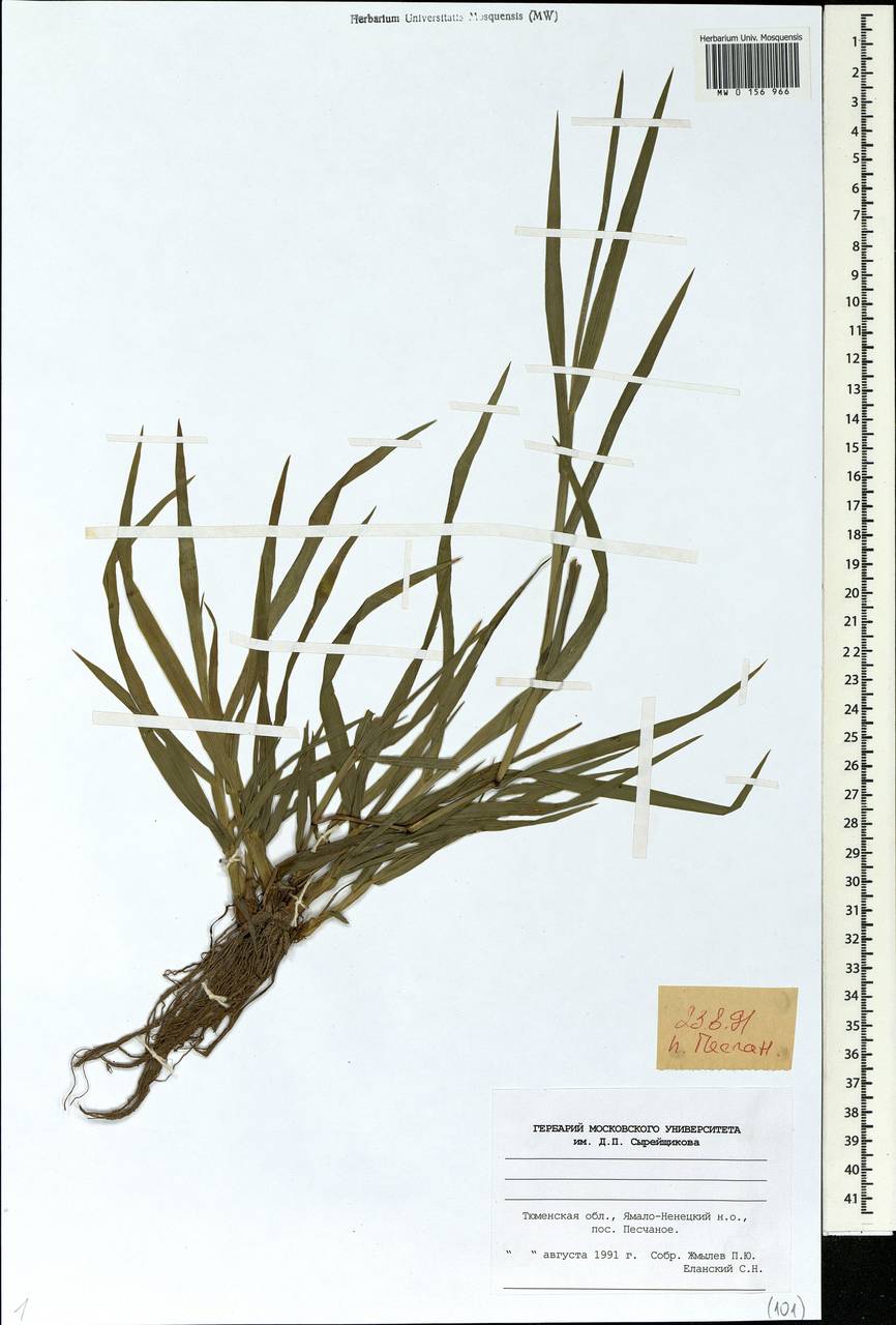 Poaceae, Сибирь, Западная Сибирь (S1) (Россия)