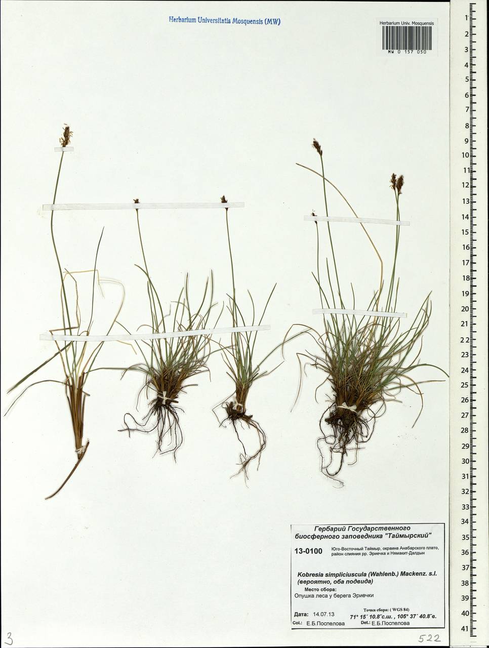 Carex simpliciuscula Wahlenb., Сибирь, Центральная Сибирь (S3) (Россия)