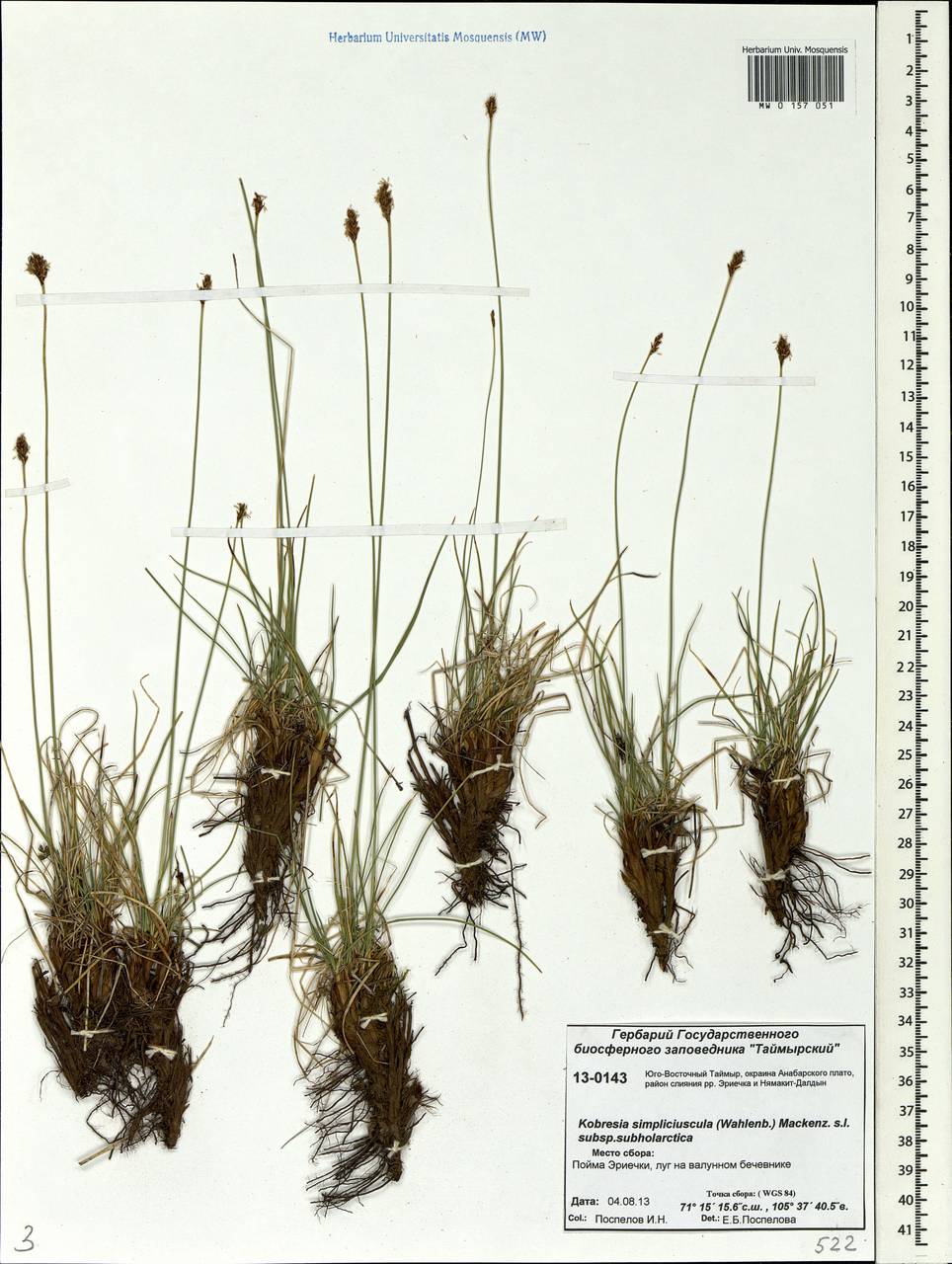 Carex simpliciuscula Wahlenb., Сибирь, Центральная Сибирь (S3) (Россия)