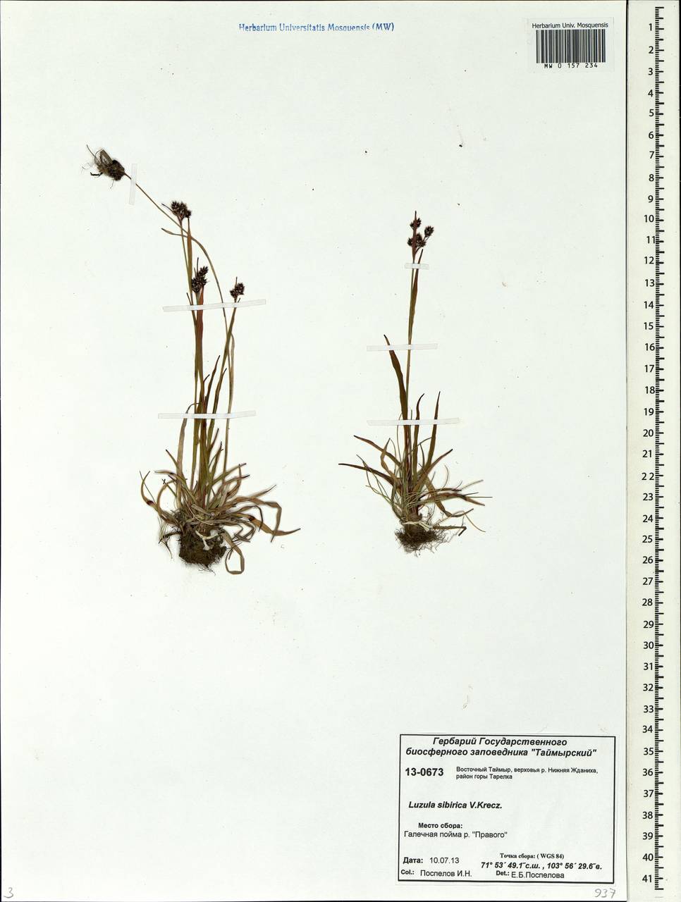 Luzula multiflora subsp. sibirica V.I.Krecz., Сибирь, Центральная Сибирь (S3) (Россия)