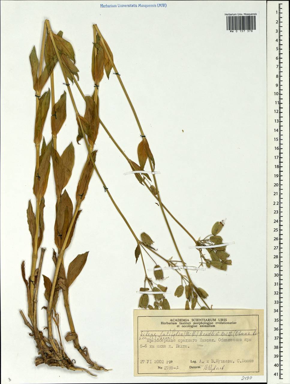 MW0157378, Melandrium album (Дрема белая), specimen