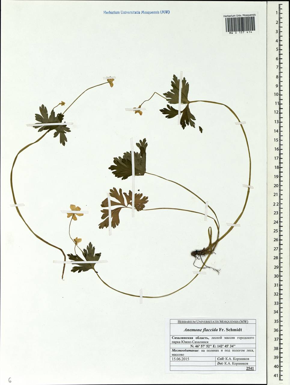 Anemonastrum flaccidum (F. Schmidt) Mosyakin, Сибирь, Дальний Восток (S6) (Россия)