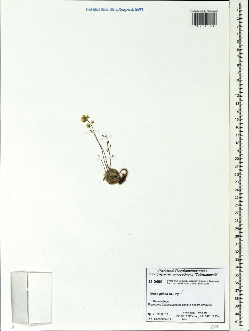 Крупка волосистая Adams ex Fisch., Сибирь, Центральная Сибирь (S3) (Россия)