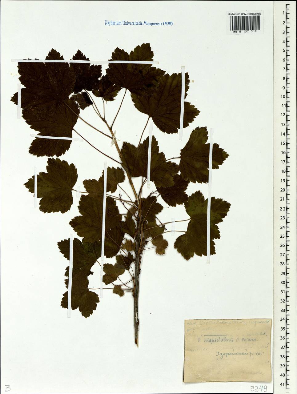 Ribes spicatum subsp. hispidulum (Jancz.) L. Hämet-Ahti, Сибирь, Центральная Сибирь (S3) (Россия)
