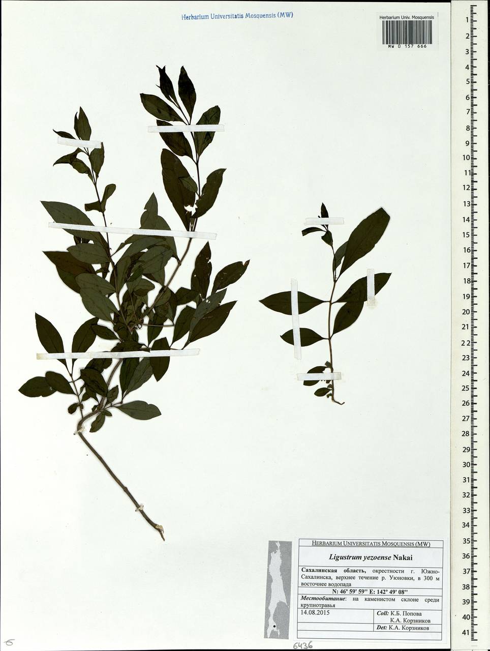 Бирючина Чоноски Decne., Сибирь, Дальний Восток (S6) (Россия)