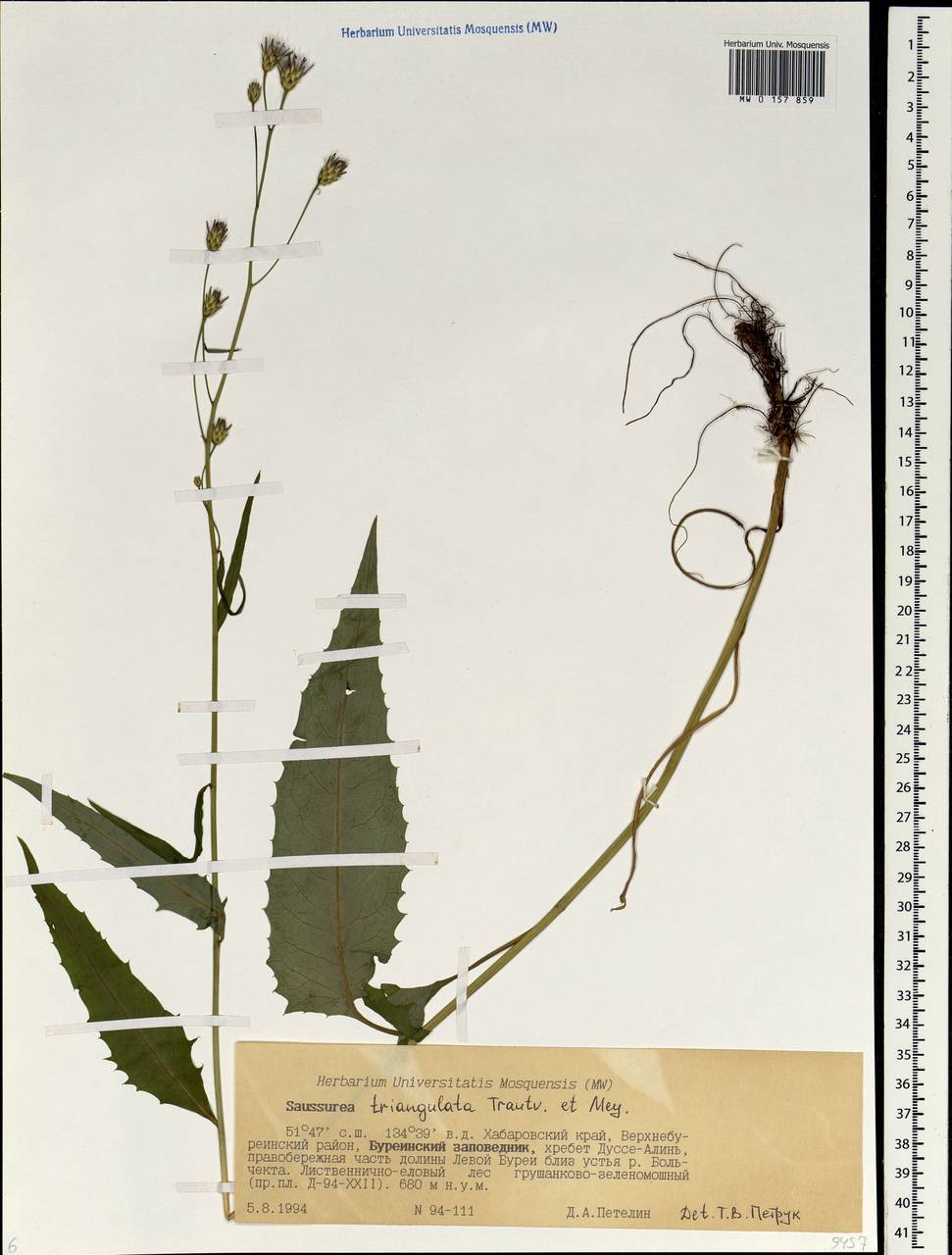 Соссюрея треугольная Trautv. & C. A. Mey., Сибирь, Дальний Восток (S6) (Россия)