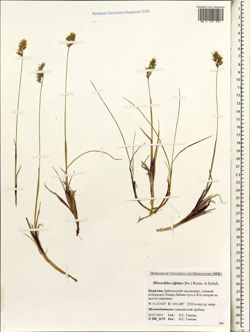 Anthoxanthum monticola (Bigelow) Veldkamp, Сибирь, Прибайкалье и Забайкалье (S4) (Россия)