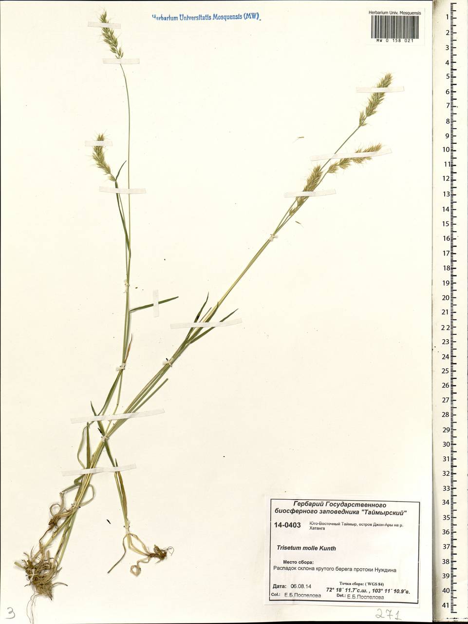 Koeleria spicata subsp. spicata, Сибирь, Центральная Сибирь (S3) (Россия)