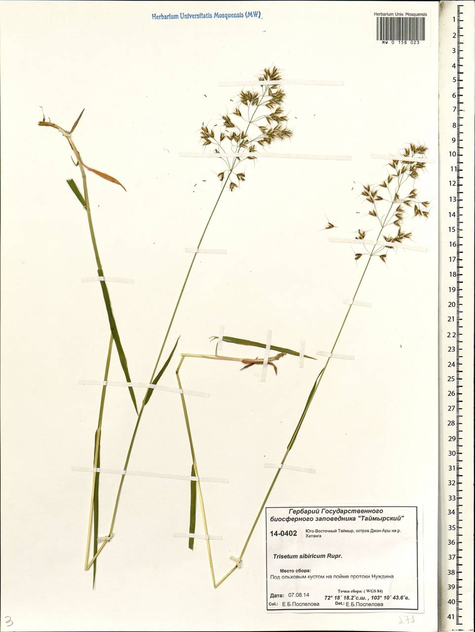 Sibirotrisetum sibiricum (Rupr.) Barberá, Сибирь, Центральная Сибирь (S3) (Россия)