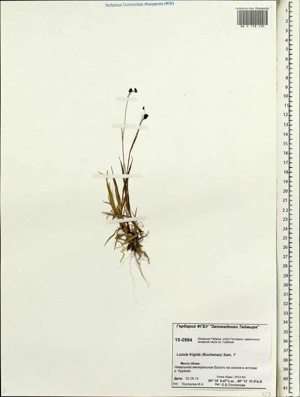 Luzula multiflora subsp. frigida (Buch.) V.I. Krecz., Сибирь, Центральная Сибирь (S3) (Россия)