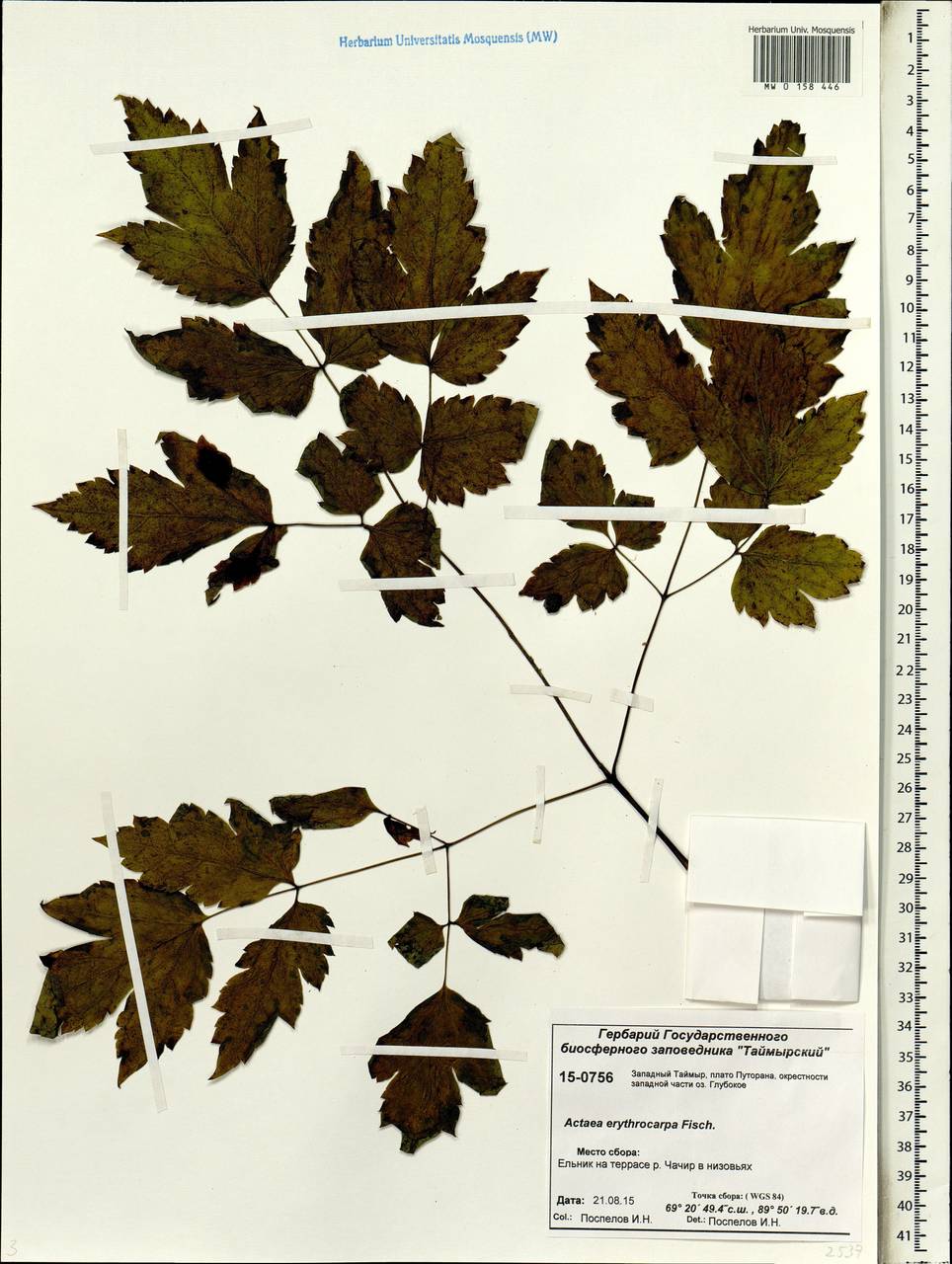 Actaea rubra subsp. rubra, Сибирь, Центральная Сибирь (S3) (Россия)