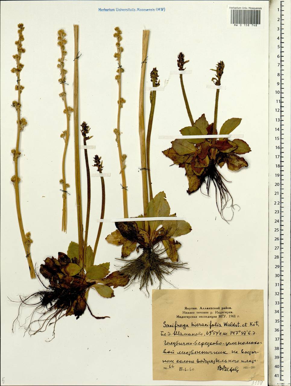 Micranthes hieraciifolia (Waldst. & Kit.) Haw., Сибирь, Якутия (S5) (Россия)