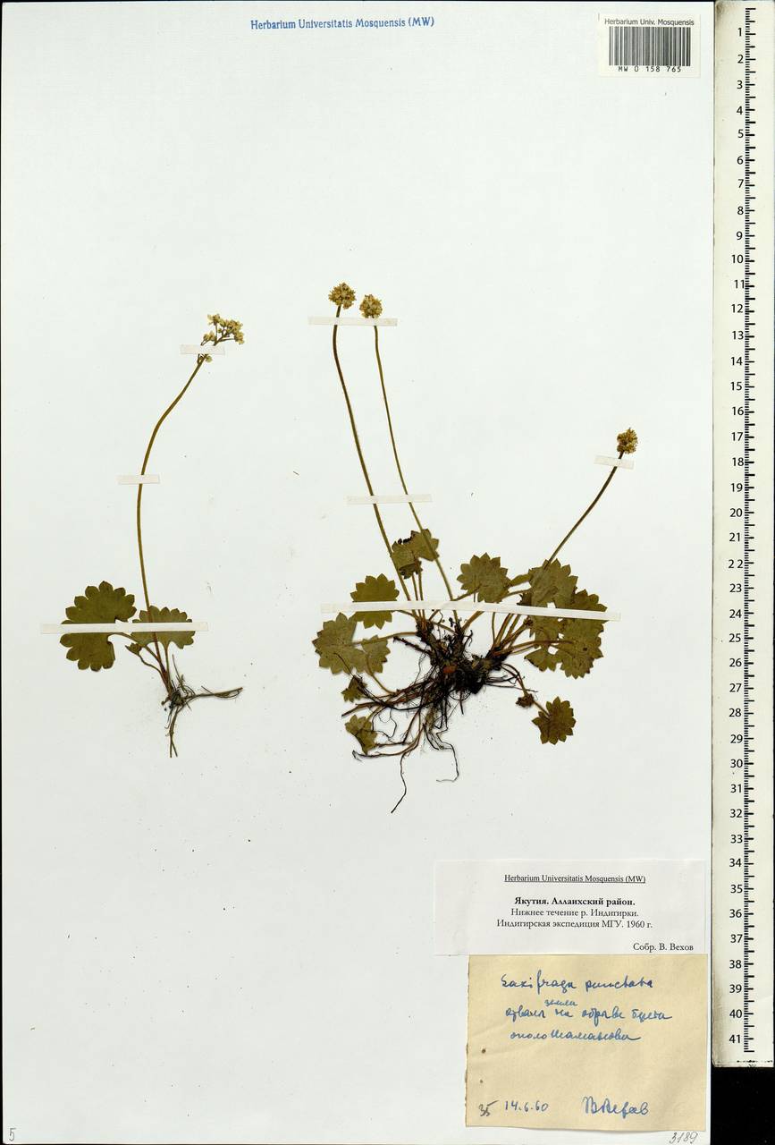 Micranthes punctata (L.) Losinsk., Сибирь, Якутия (S5) (Россия)
