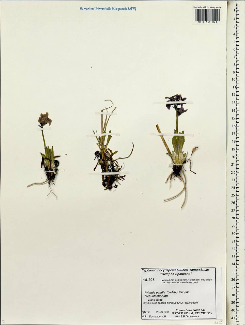 Первоцвет чукчей Kjellm., Сибирь, Чукотка и Камчатка (S7) (Россия)