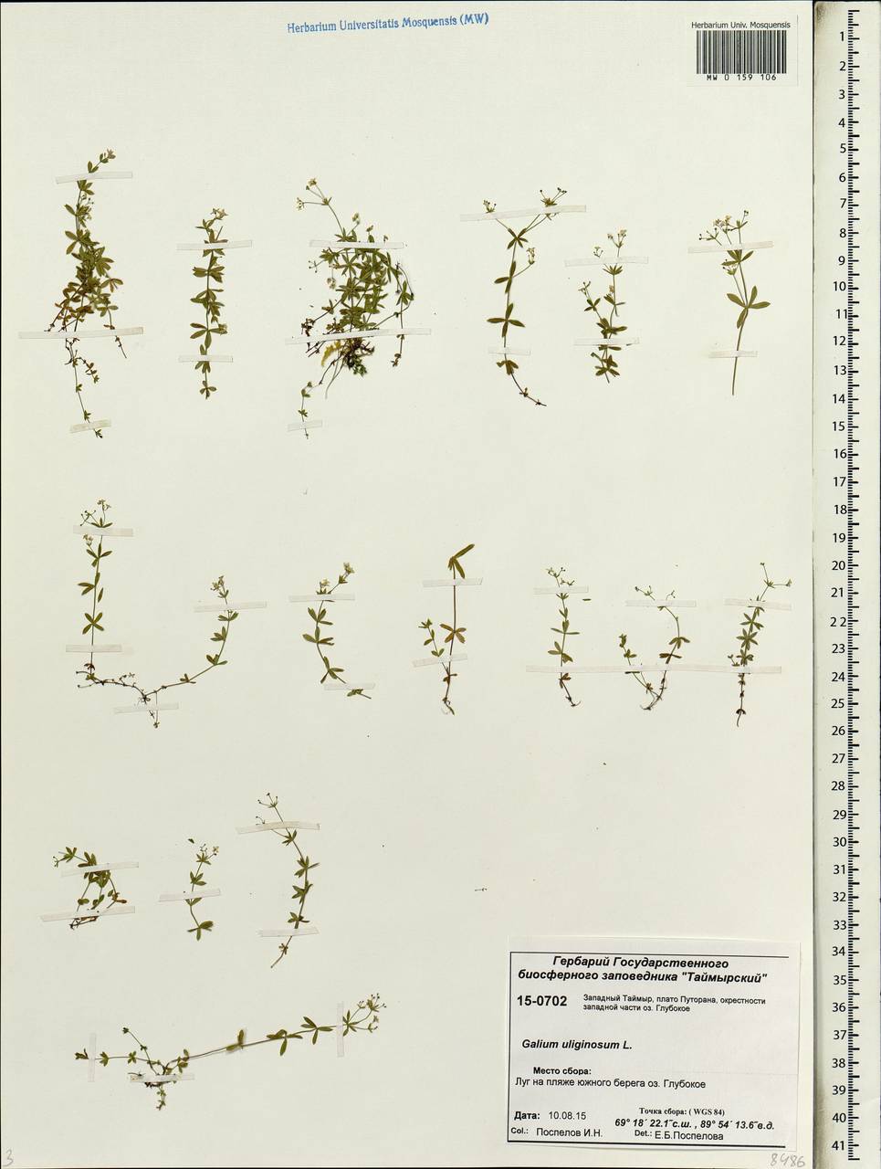 Galium hercynicum