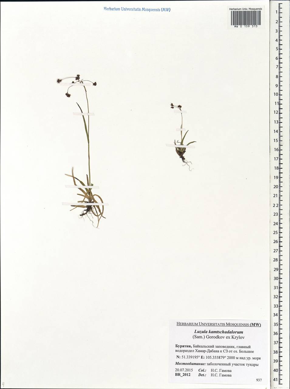 Luzula arcuata subsp. unalaschkensis (Buch.) Hultén, Сибирь, Прибайкалье и Забайкалье (S4) (Россия)