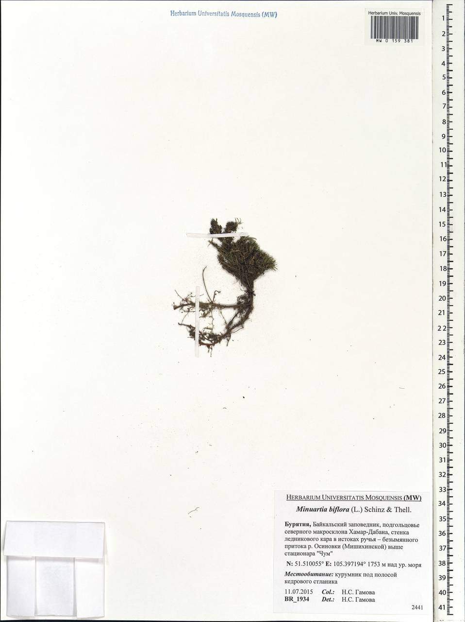 Шерлерия двухцветковая (L.) comb. ined., Сибирь, Прибайкалье и Забайкалье (S4) (Россия)
