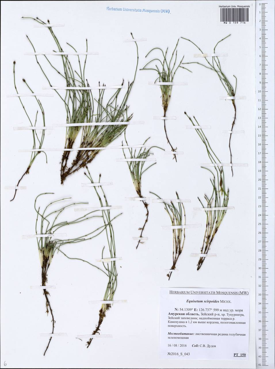 Хвощ камышковый Michx., Сибирь, Дальний Восток (S6) (Россия)