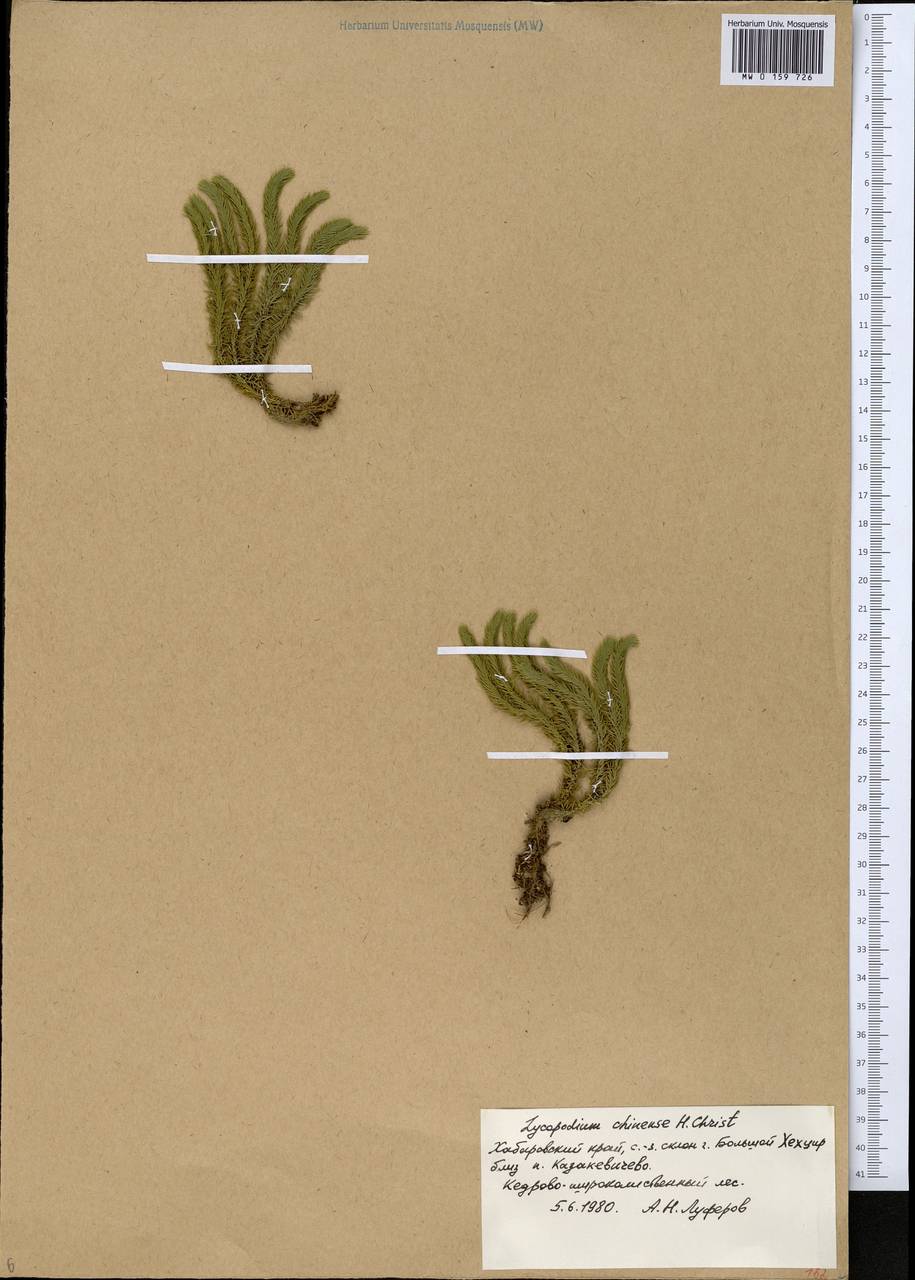 Баранец китайский (Christ) Ching, Сибирь, Дальний Восток (S6) (Россия)