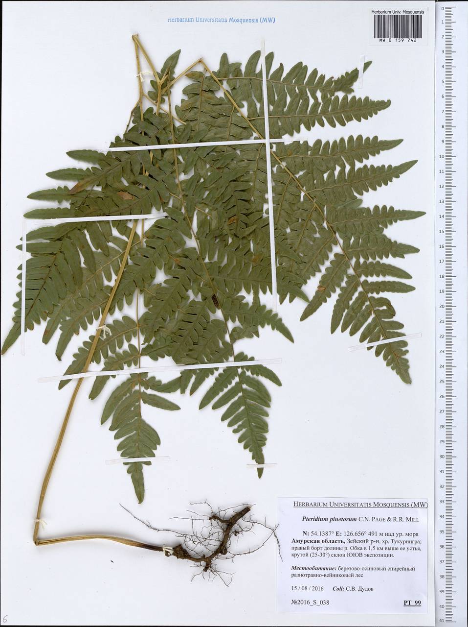 Pteridium aquilinum subsp. pinetorum (C. N. Page & R. R. Mill) J. A. Thomson, Сибирь, Дальний Восток (S6) (Россия)