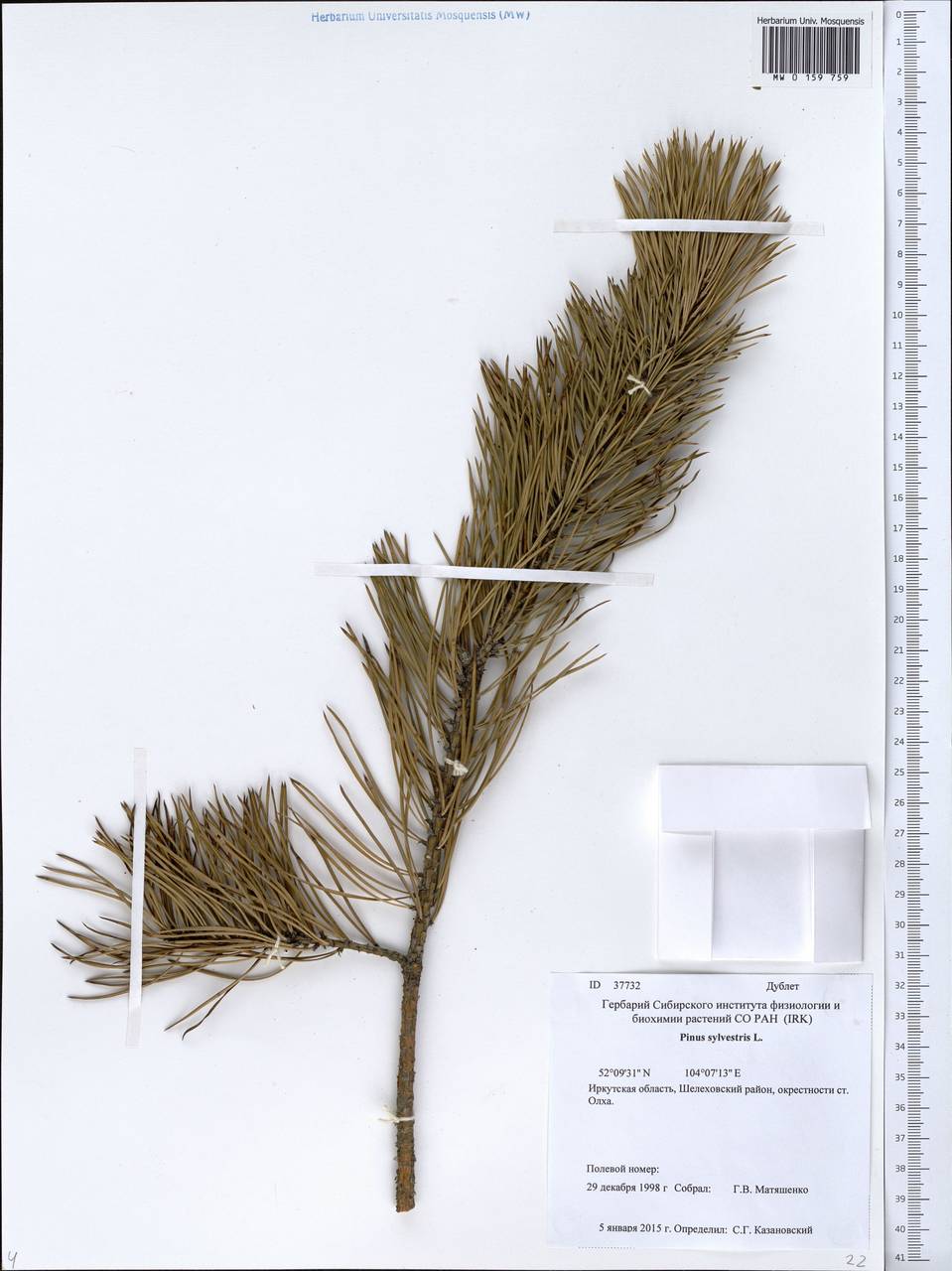 сосна обыкновенная гербарий. почки сосны обыкновенной гербарий. сосна обыкновенная гербарий. гербарий. ( сибирский кедр) гербарий.