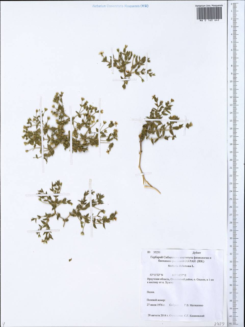 Mesostemma dichotomum (L.) Arabi, Rabeler & Zarre, Сибирь, Прибайкалье и Забайкалье (S4) (Россия)