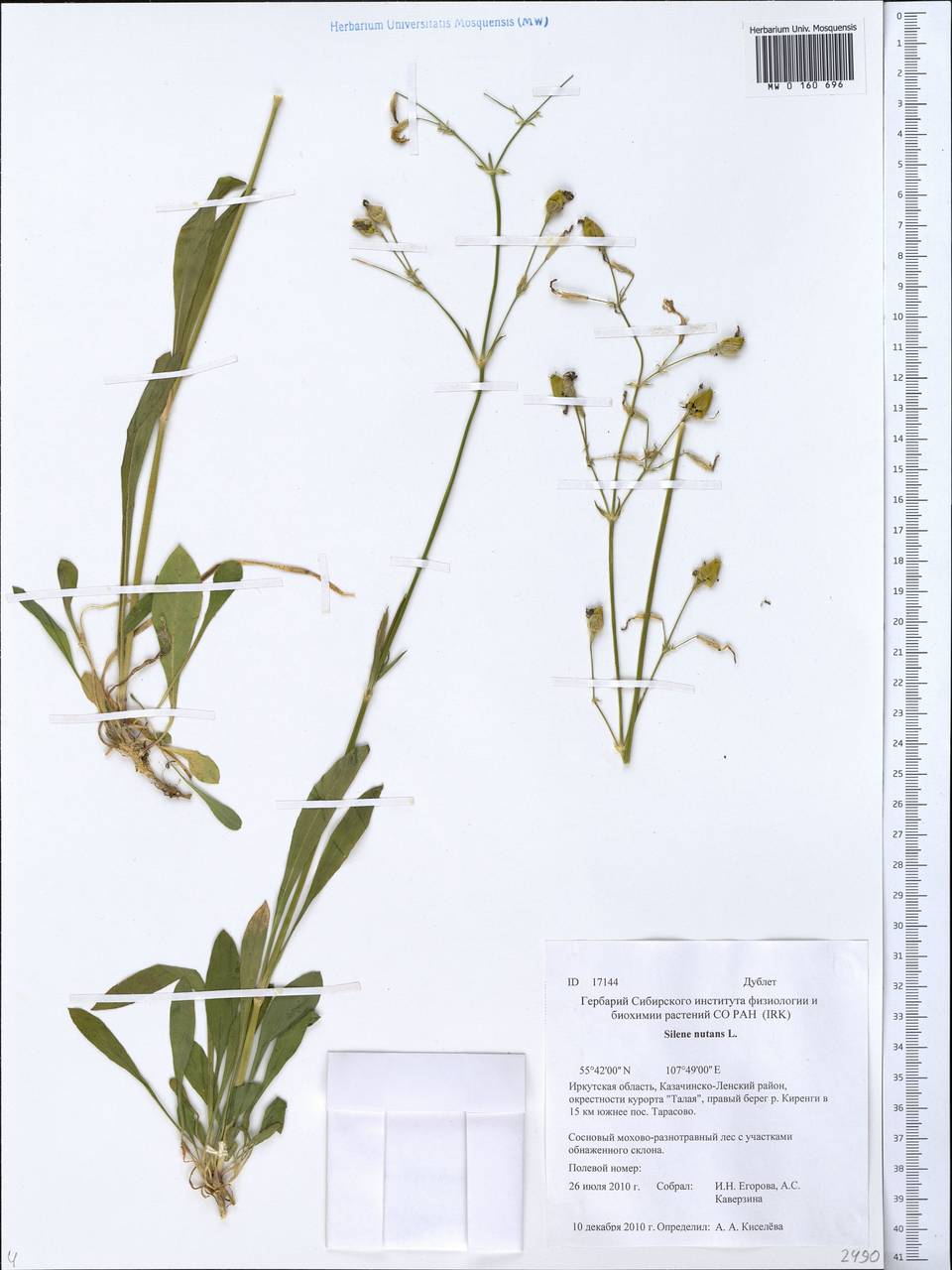 MW0160696, Silene nutans (Смолевка поникшая), specimen