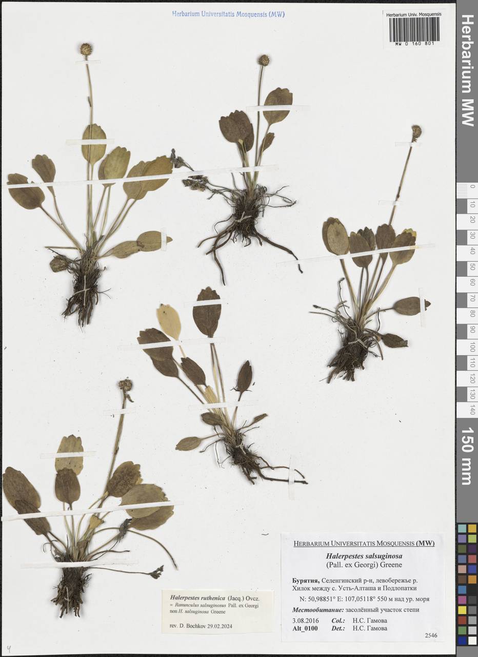Halerpestes ruthenica (Jacq.) Ovcz., Сибирь, Прибайкалье и Забайкалье (S4) (Россия)