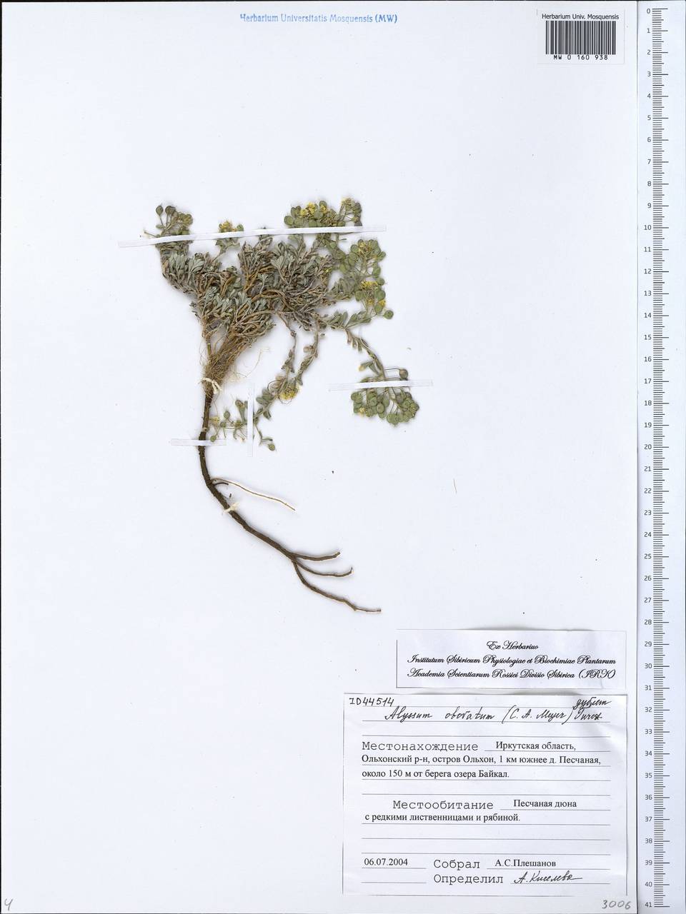 Odontarrhena obovata C.A.Mey., Сибирь, Прибайкалье и Забайкалье (S4) (Россия)