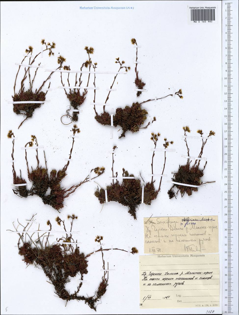 Камнеломка колючая (Adam) Hult&eacute;n, Сибирь, Якутия (S5) (Россия)