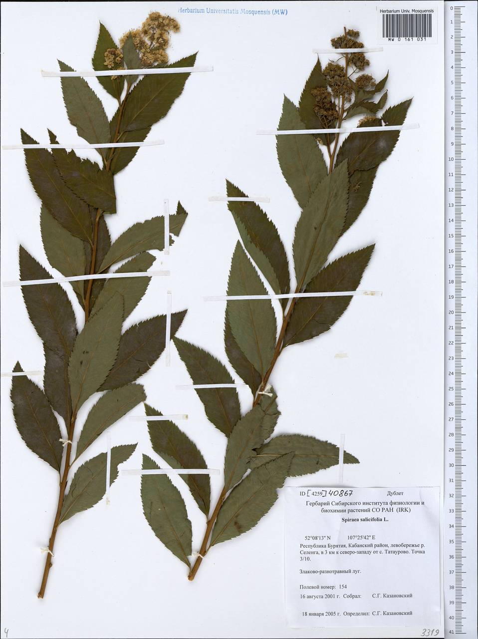 MW0161031, Spiraea salicifolia (Спирея иволистная, Таволга иволистная),  specimen