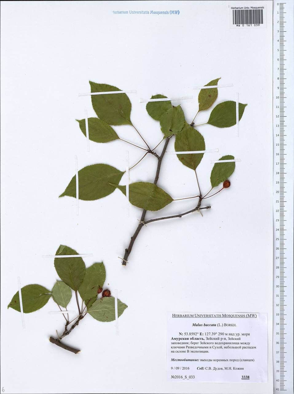 Яблоня ягодная (L.) Borkh., Сибирь, Дальний Восток (S6) (Россия)