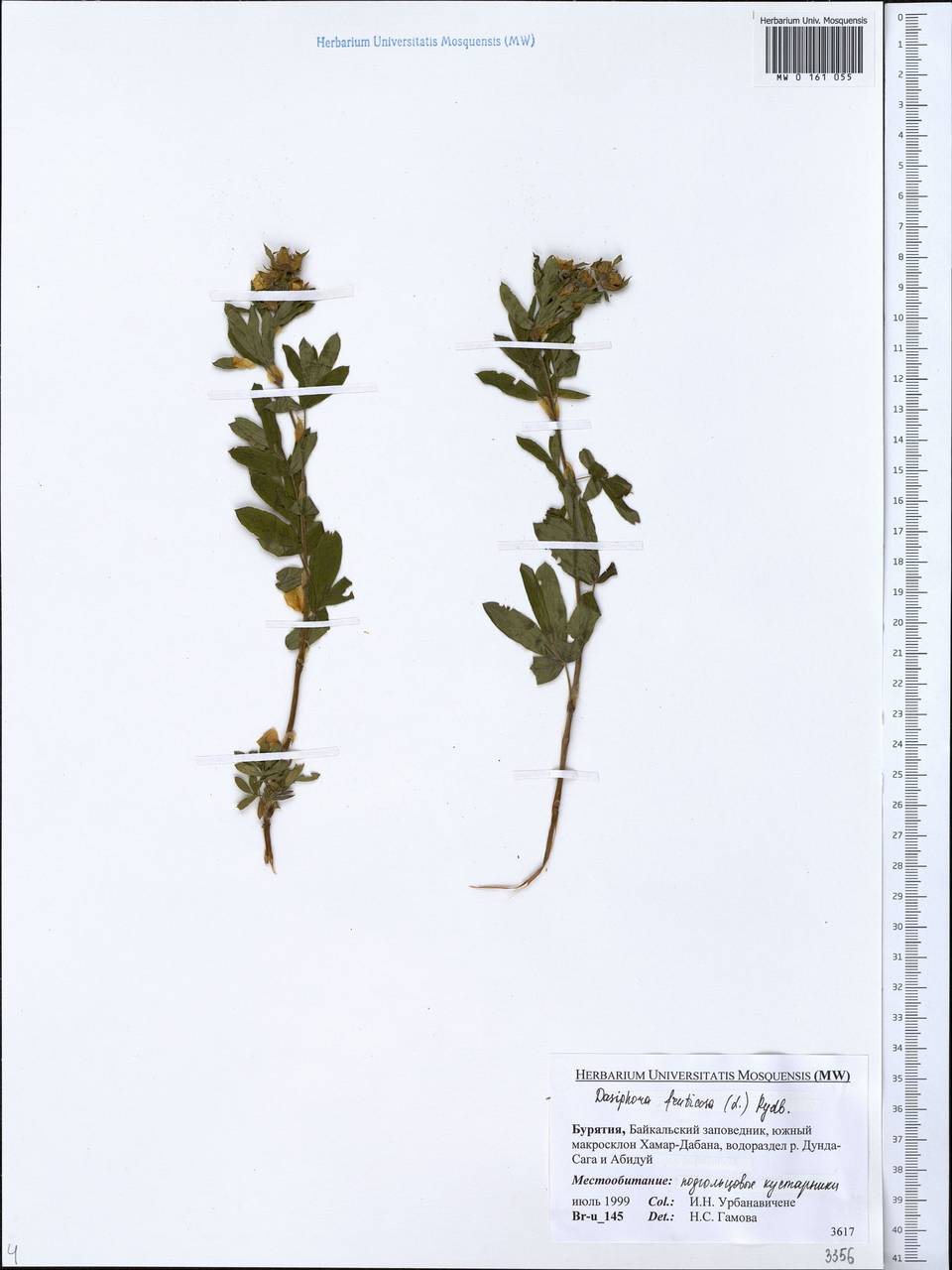 MW0161055, Pentaphylloides fruticosa (Пятилистник кустарниковый, Курильский  чай), specimen