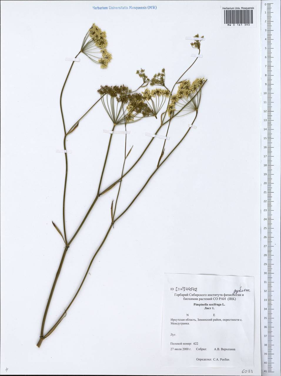 MW0161393, Pimpinella saxifraga (Бедренец камнеломковый, Бедренец-камнеломка), specimen