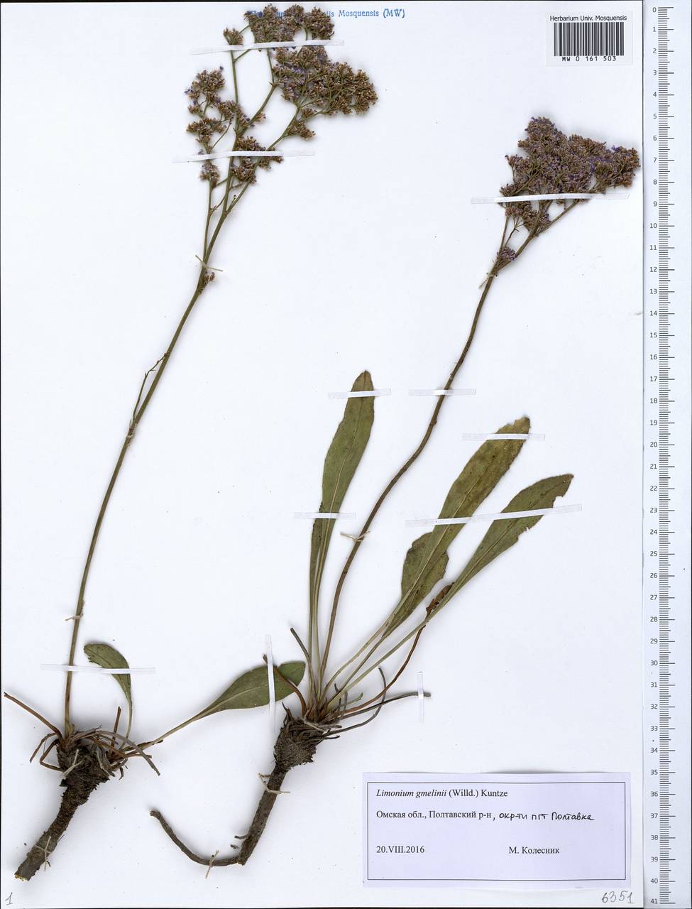 Кермек Гмелина (Willd.) Kuntze, Сибирь, Западная Сибирь (S1) (Россия)