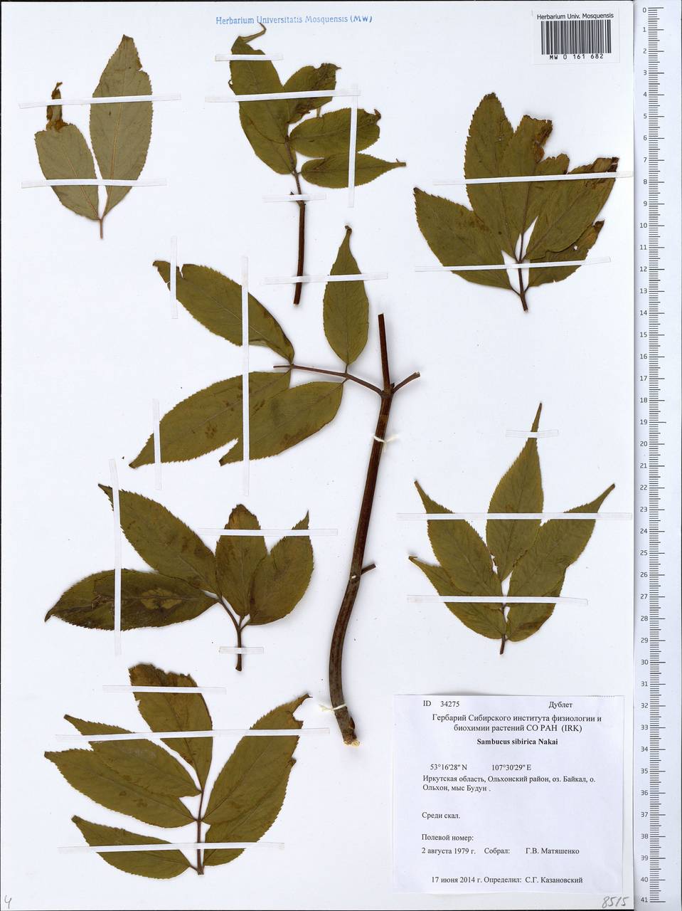 MW0161682, Sambucus sibirica (Бузина сибирская), specimen