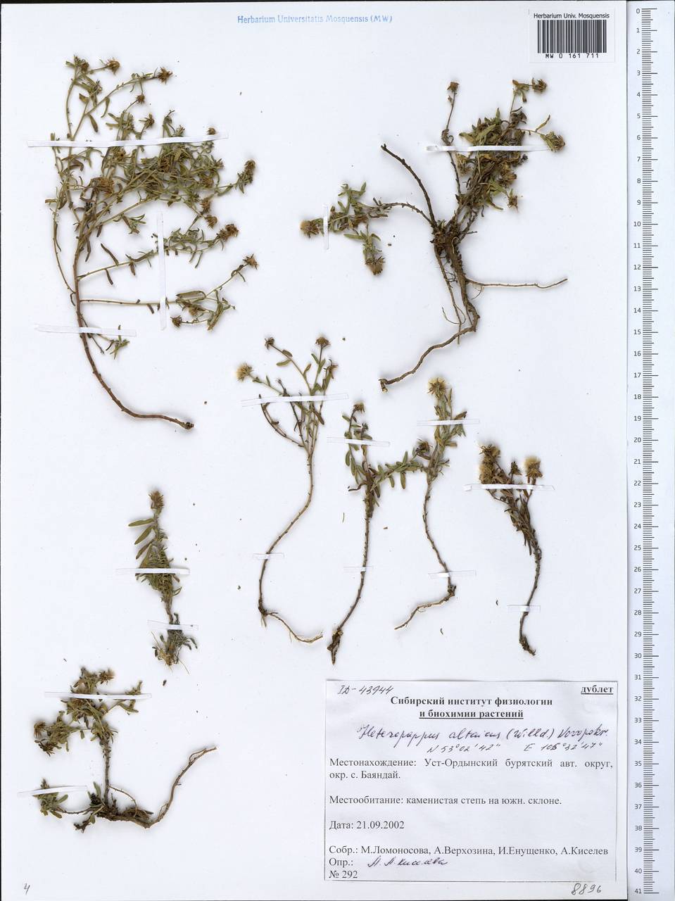 Aster altaicus Willd., Сибирь, Прибайкалье и Забайкалье (S4) (Россия)