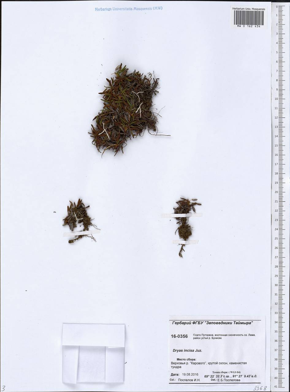 Дриада надрезанная (Juz.) Malyschev, Сибирь, Центральная Сибирь (S3) (Россия)