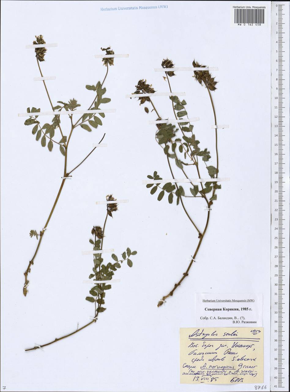 Astragalus eucosmus B.L. Robins., Сибирь, Чукотка и Камчатка (S7) (Россия)