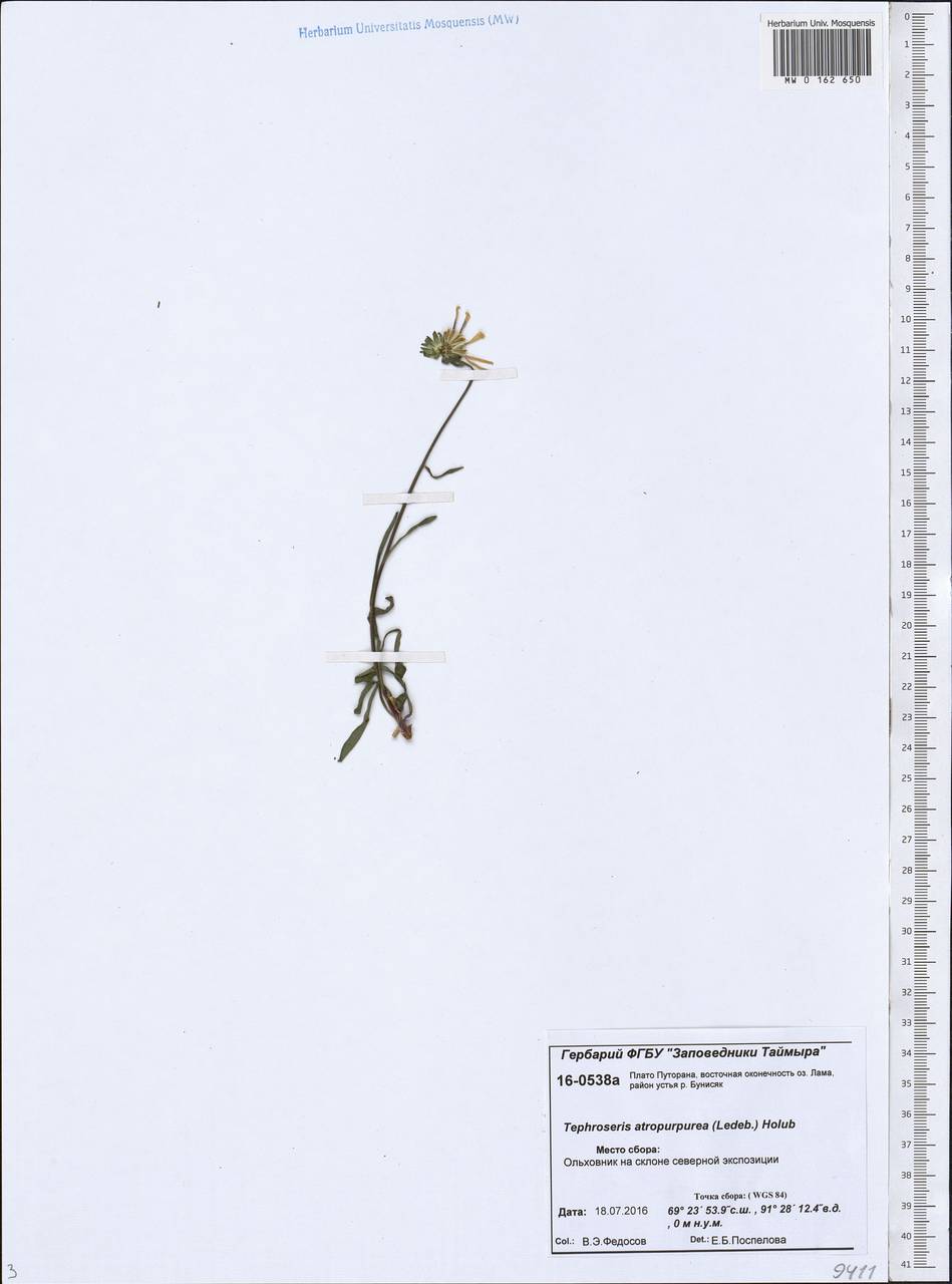 Пепельник черно-пурпуровый (Ledeb.) B. Nord., Сибирь, Центральная Сибирь (S3) (Россия)