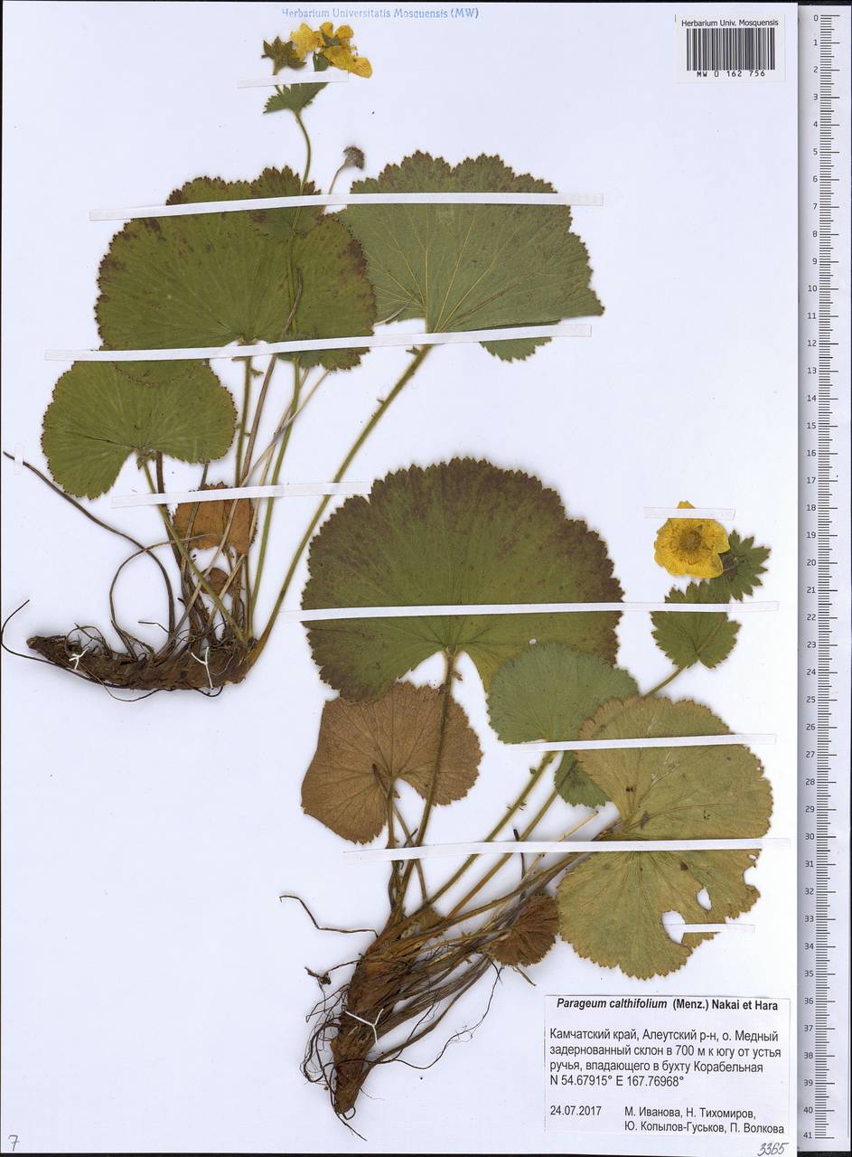 Гравилат калужницелистный, Сибирь, Чукотка и Камчатка (S7) (Россия)