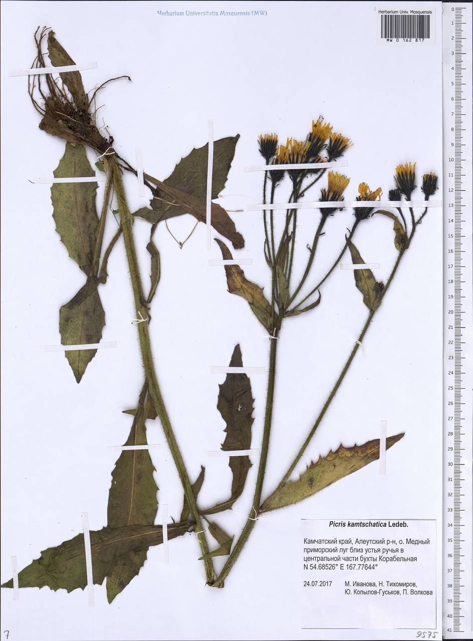 Picris japonica subsp. kamtschatica (Ledeb.) Hultén, Сибирь, Чукотка и Камчатка (S7) (Россия)