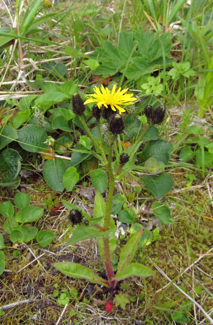 Picris japonica subsp. kamtschatica (Ledeb.) Hultén, Сибирь, Чукотка и Камчатка (S7) (Россия)