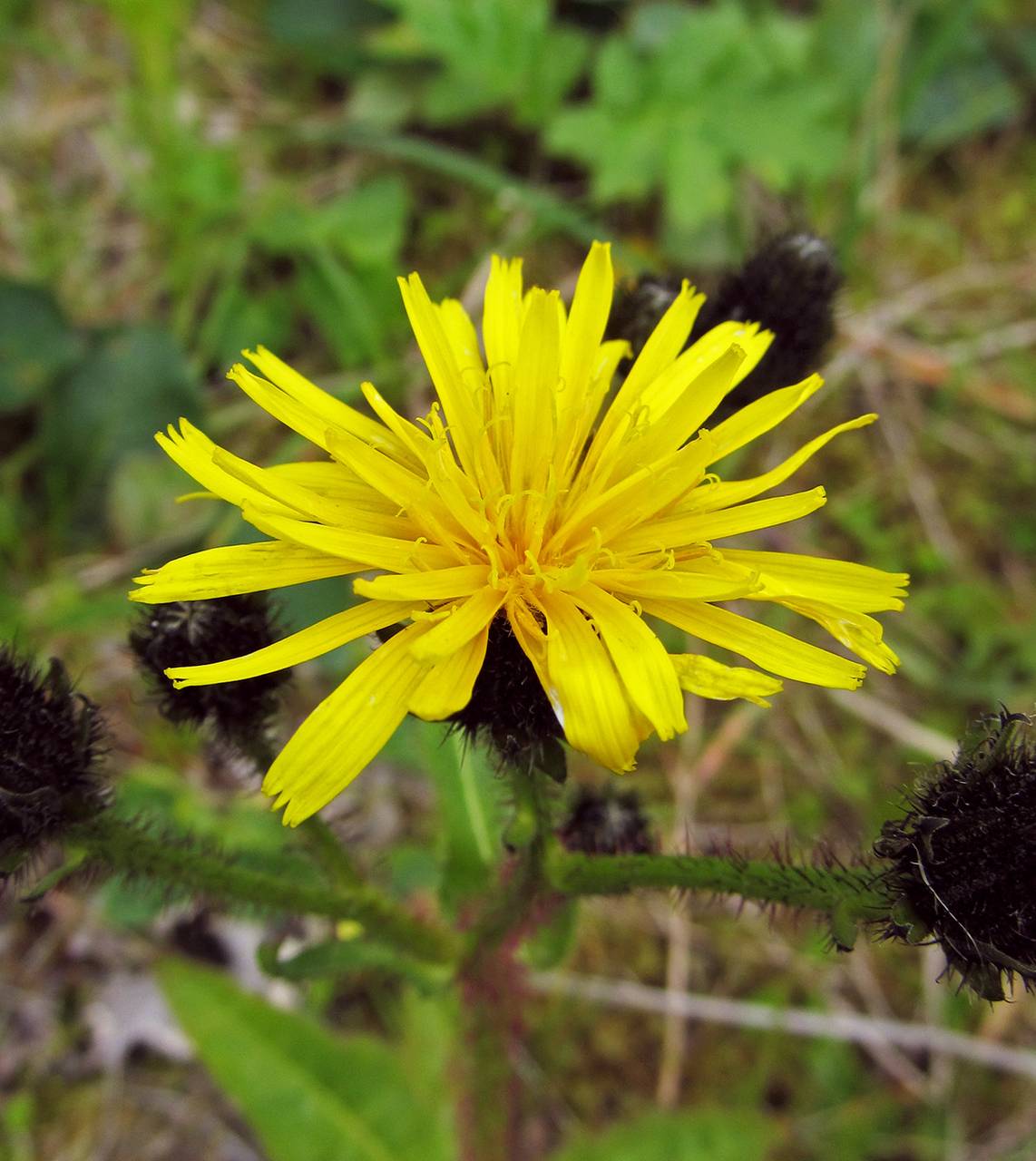 Picris japonica subsp. kamtschatica (Ledeb.) Hultén, Сибирь, Чукотка и Камчатка (S7) (Россия)